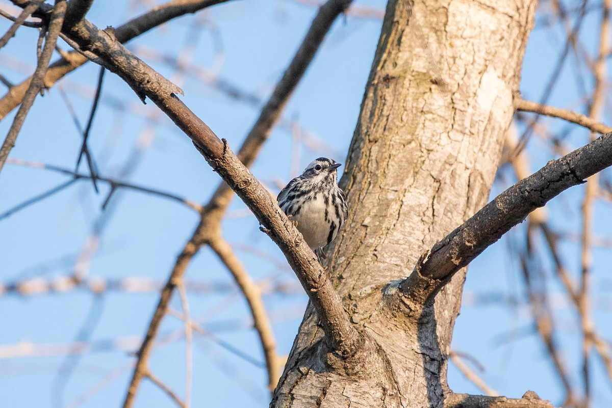 Black-and-white Warbler - Shawn O'Neil