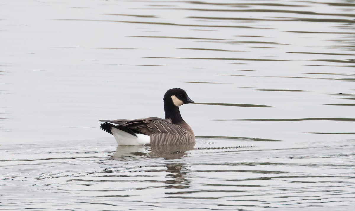 Cackling Goose (minima) - ML616394185