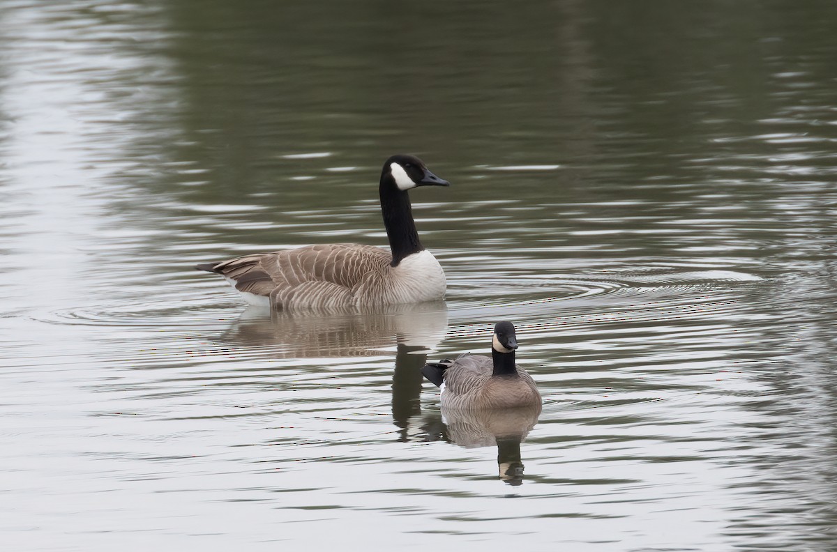 Canada Goose - ML616394189