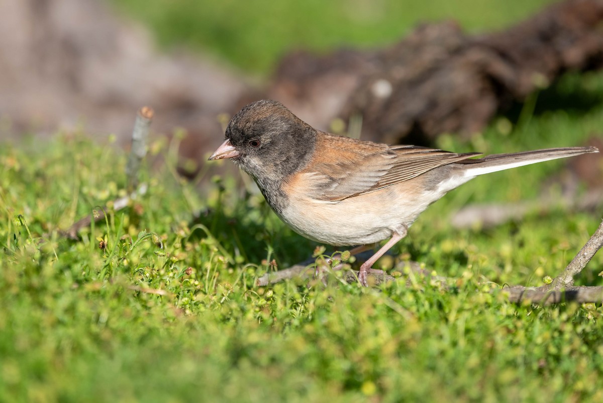 Junco ardoisé (groupe oreganus) - ML616394207