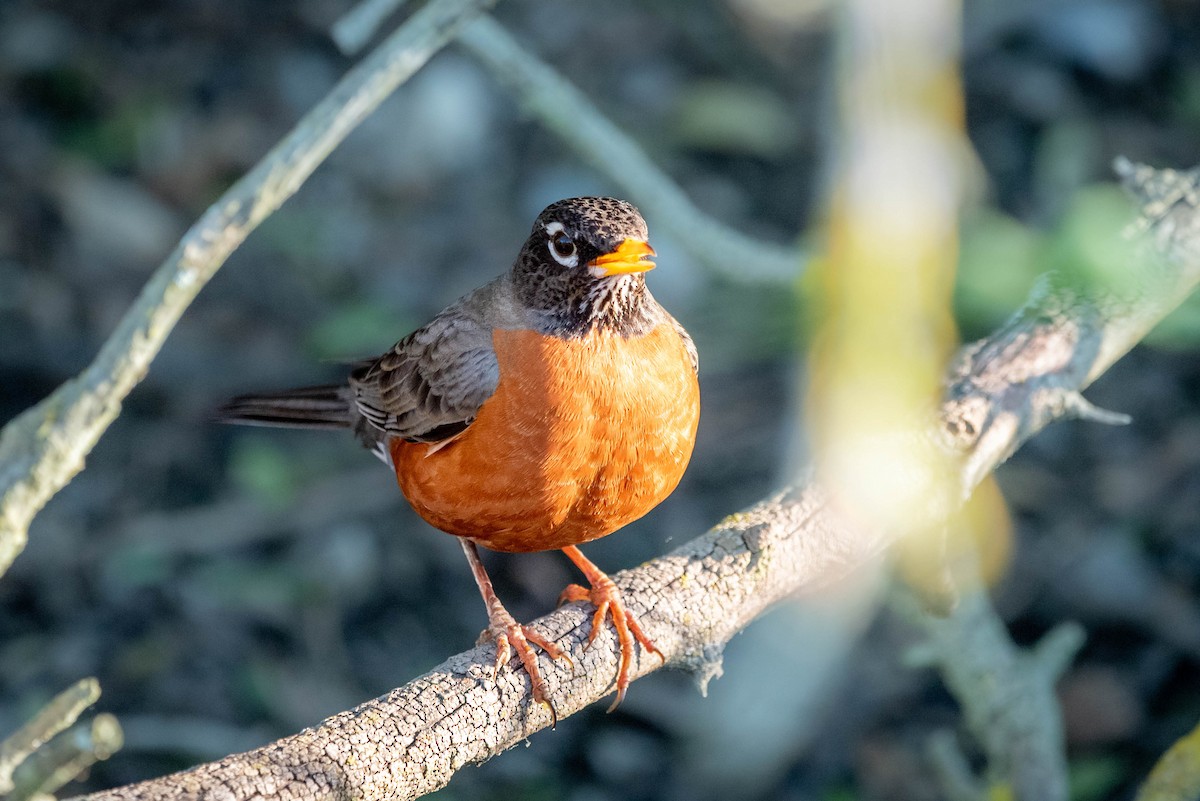 American Robin - ML616394217