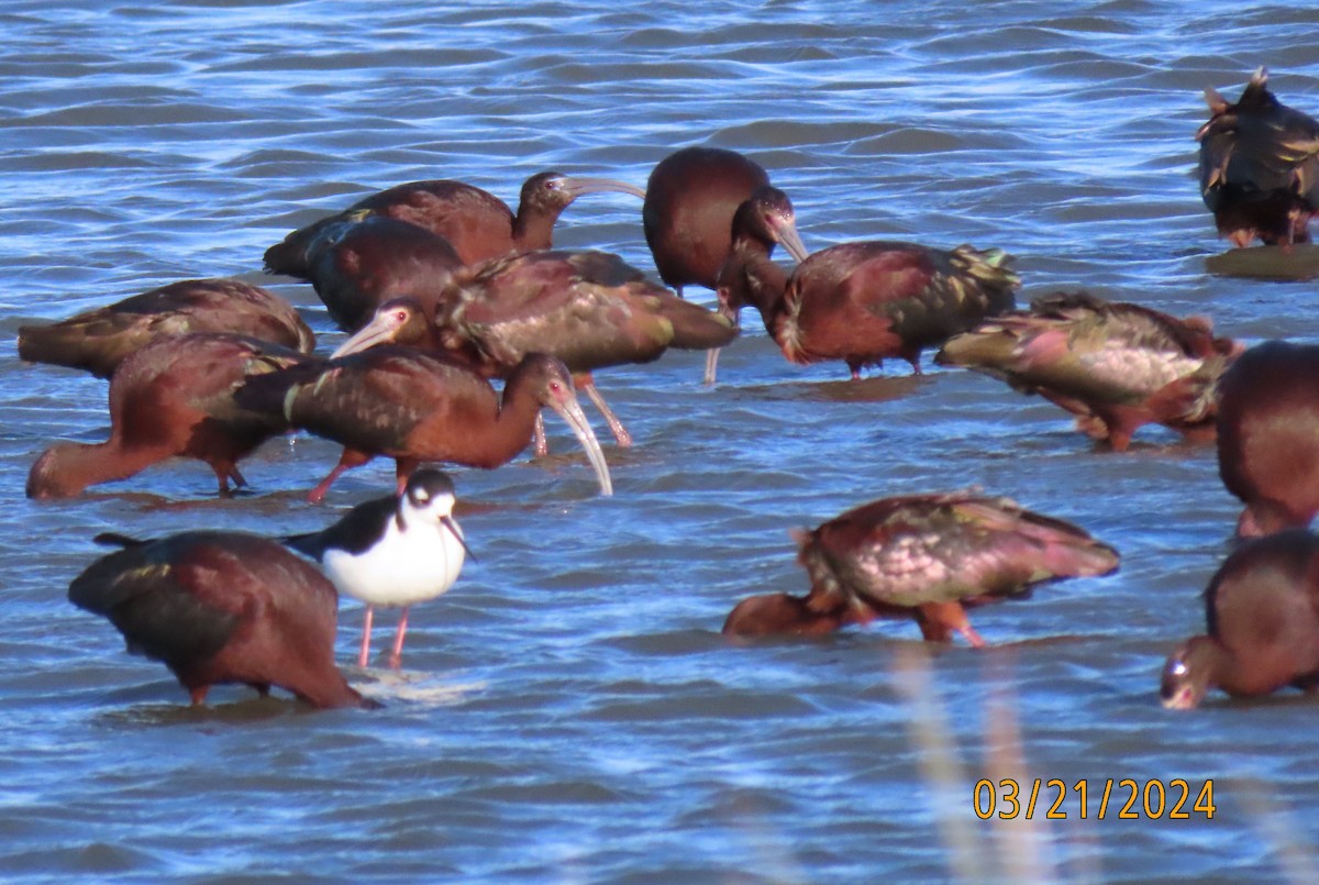 Glossy Ibis - ML616394218