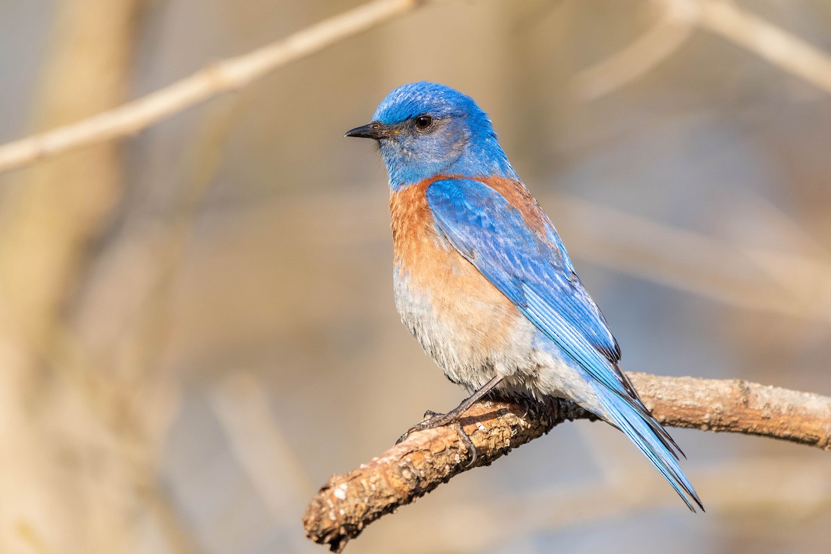 Western Bluebird - Shawn O'Neil