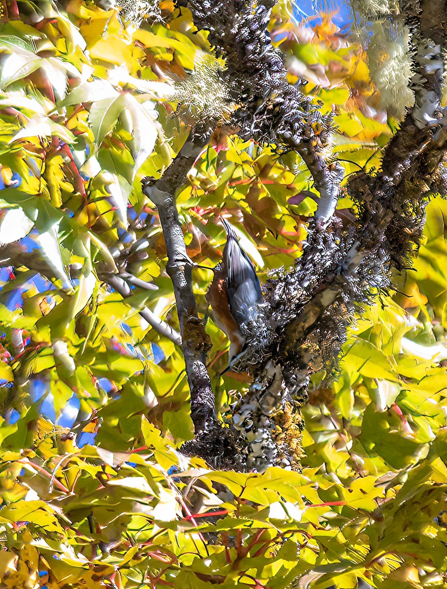 White-browed Nuthatch - Ashish John