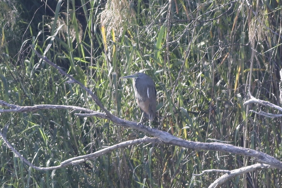 Bare-throated Tiger-Heron - ML616394347