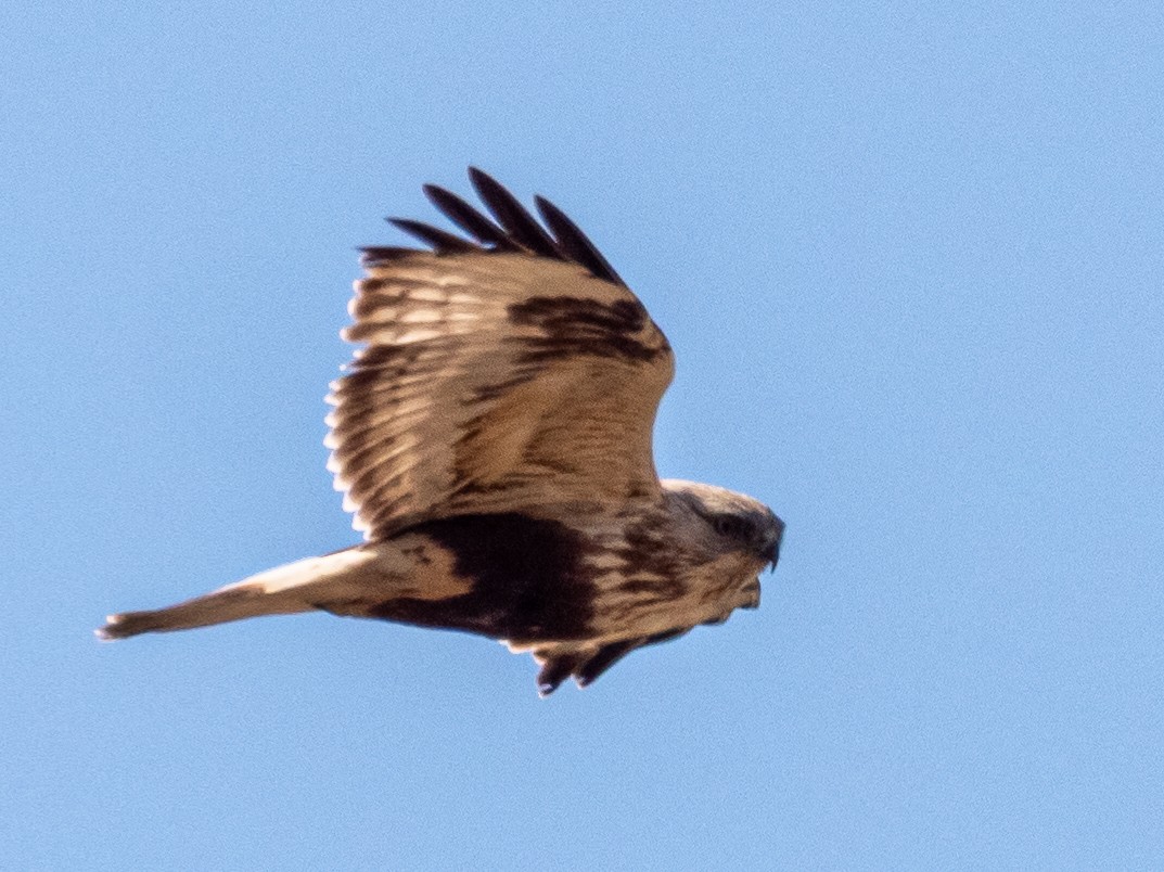 Rough-legged Hawk - ML616394381