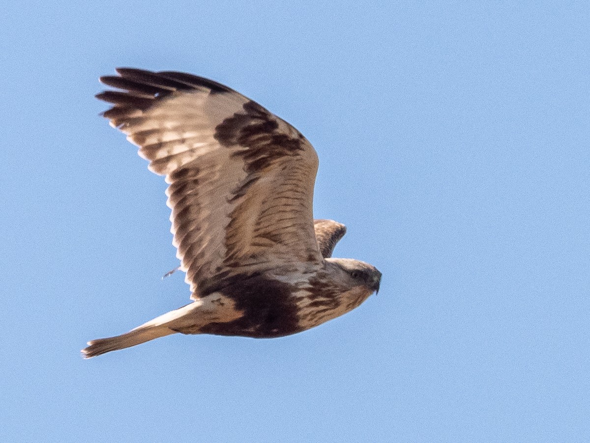 Rough-legged Hawk - ML616394383