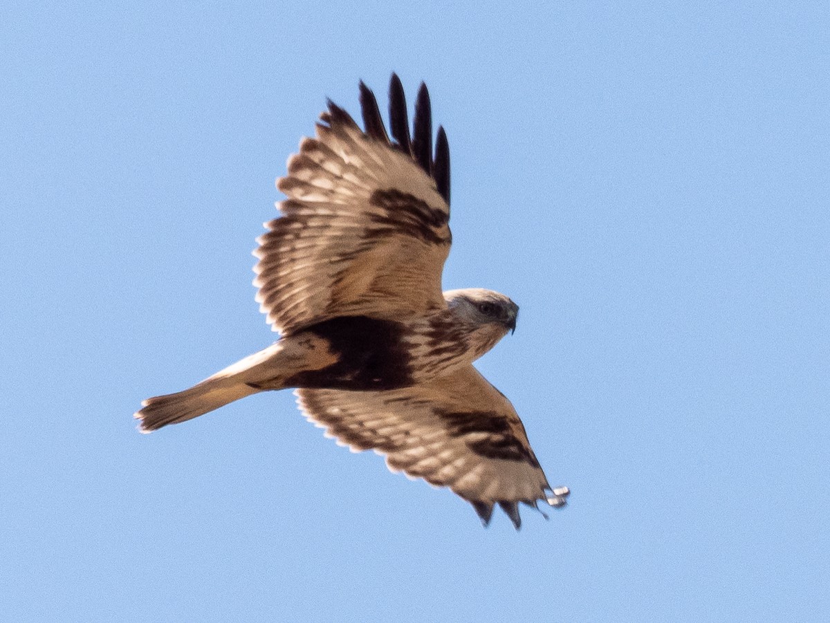 Rough-legged Hawk - ML616394384