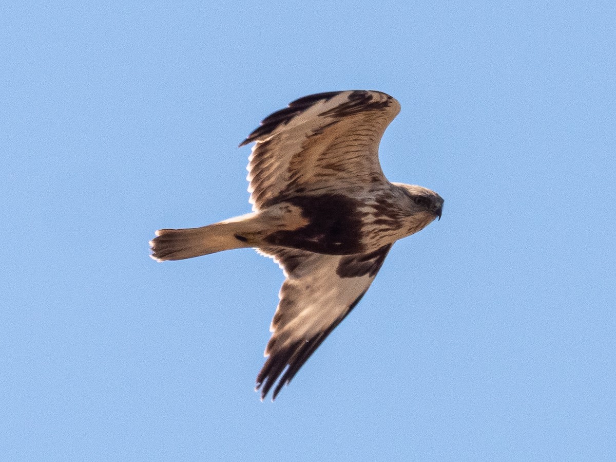 Rough-legged Hawk - ML616394385