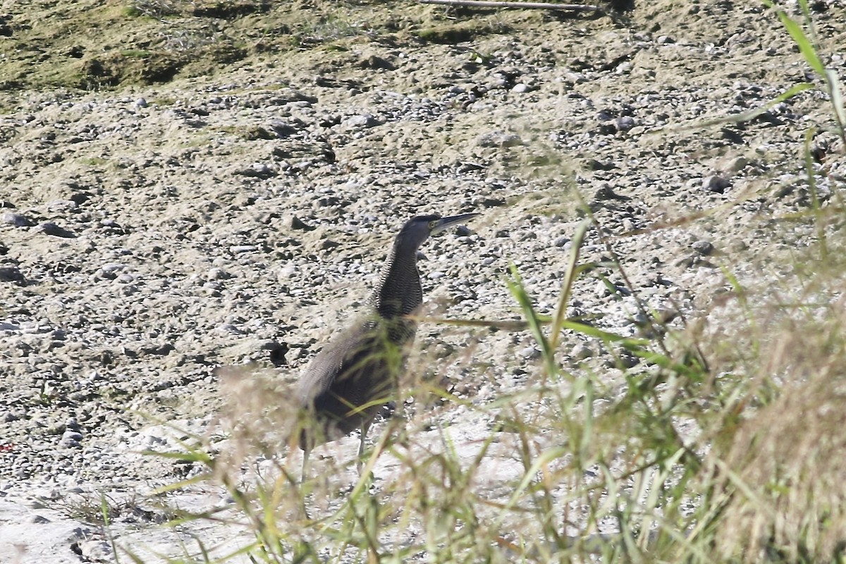 Bare-throated Tiger-Heron - ML616394461