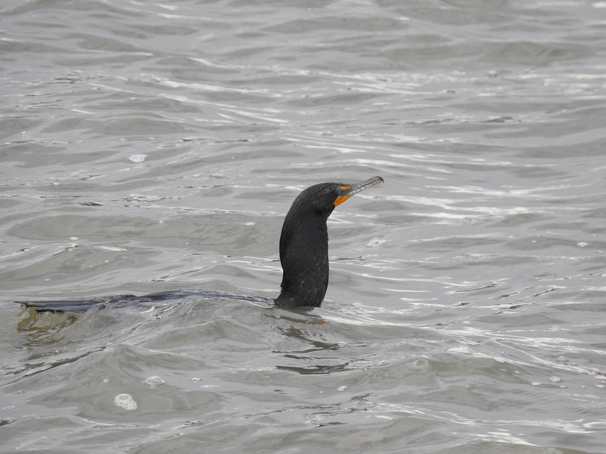 Double-crested Cormorant - ML61639451