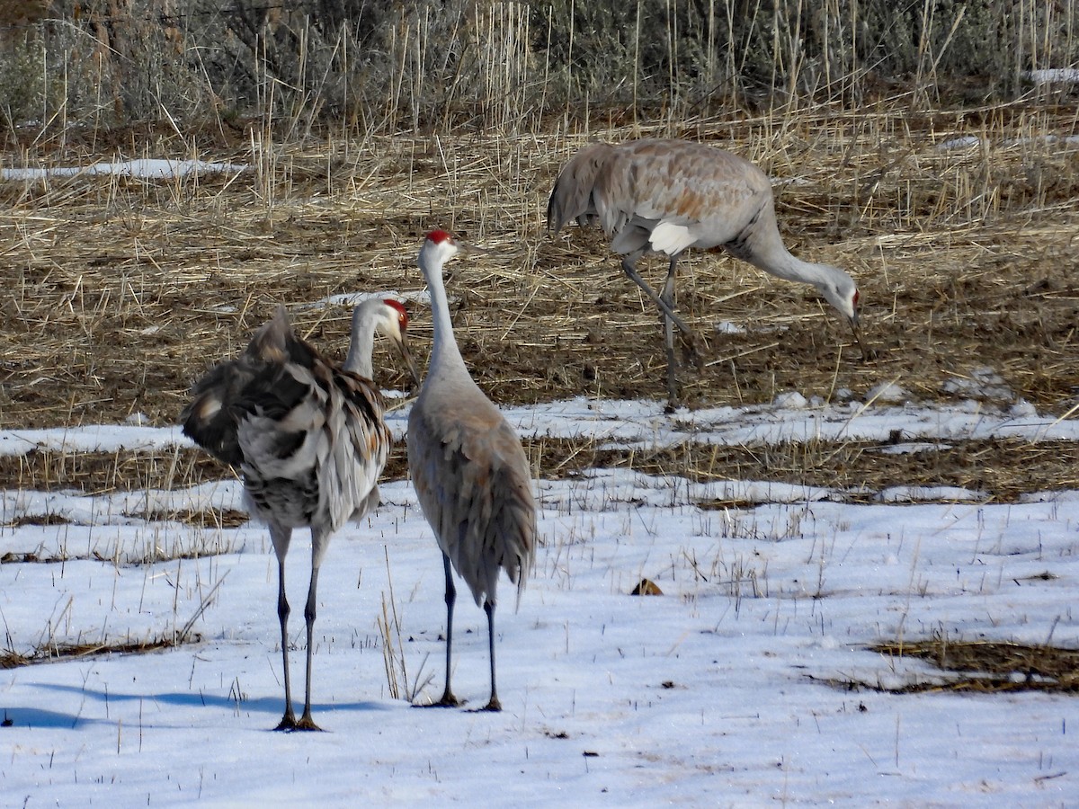 Sandhill Crane - ML616394524