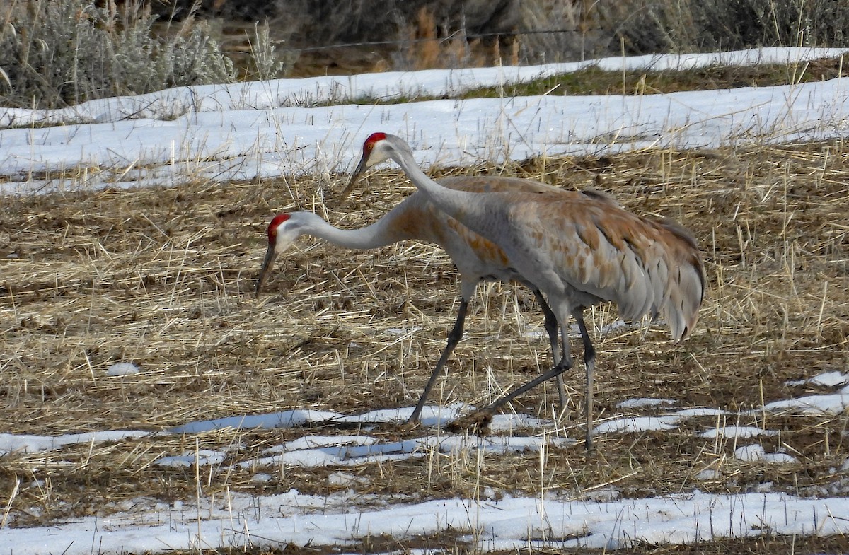 Sandhill Crane - ML616394525