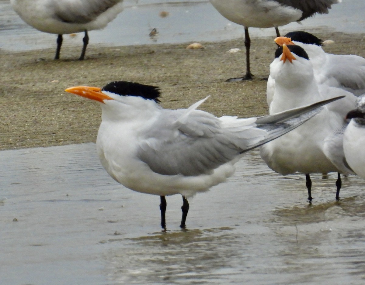 Royal Tern - ML616394542