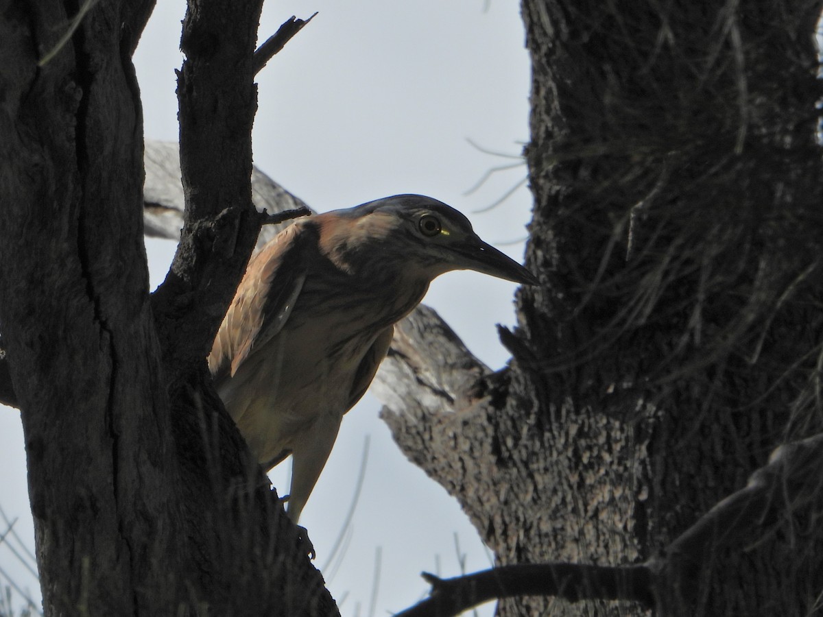 Nankeen Night Heron - Leonie Beaulieu