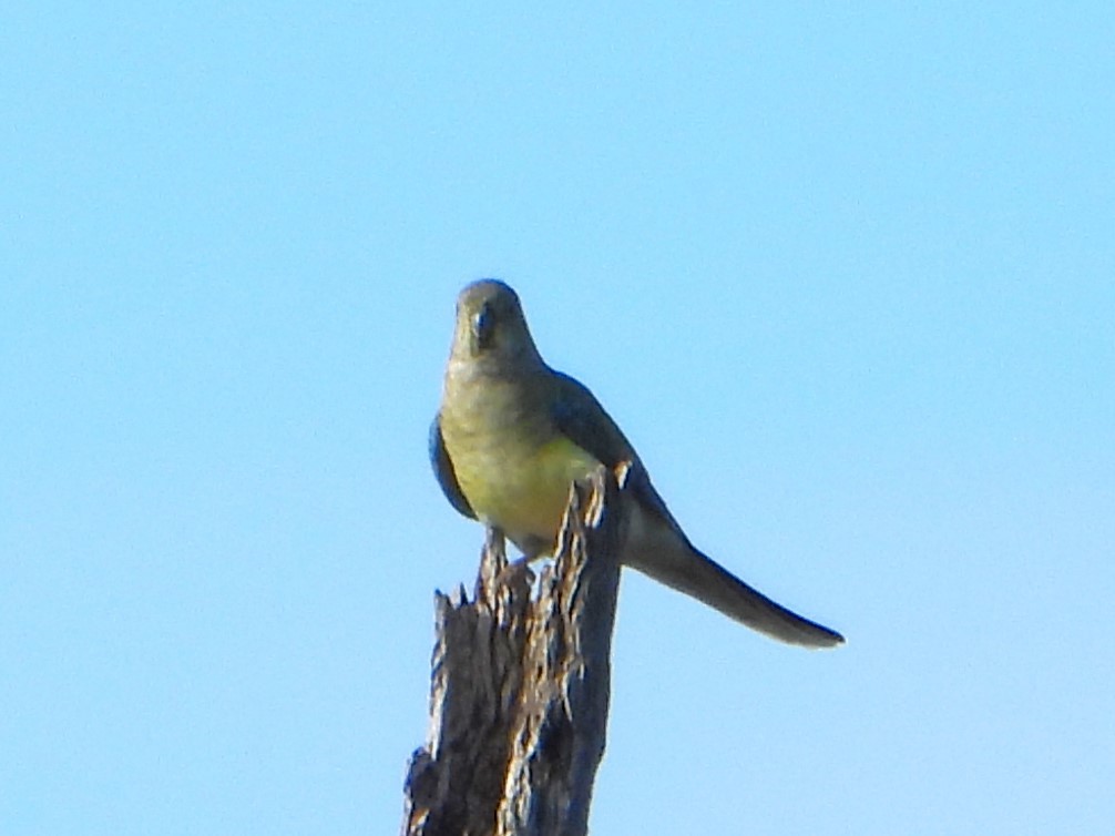 Red-rumped Parrot - Leonie Beaulieu