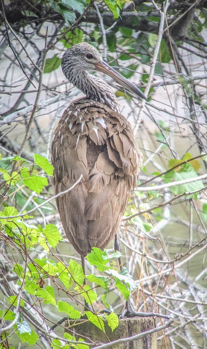 Limpkin - ML616394601