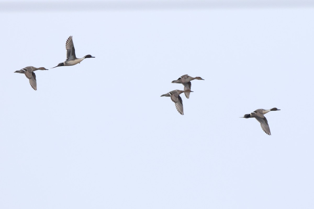 Northern Pintail - ML616394626