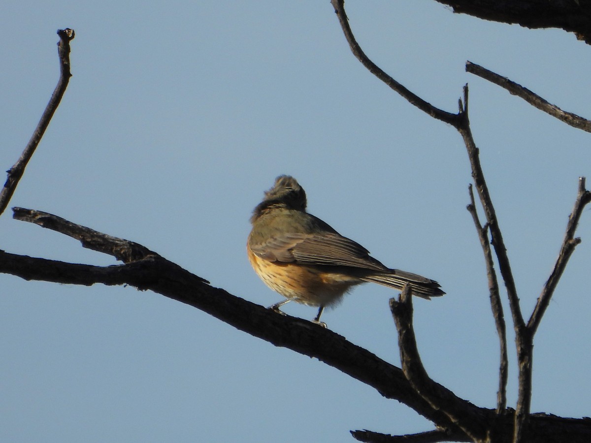 Rufous Whistler - Leonie Beaulieu