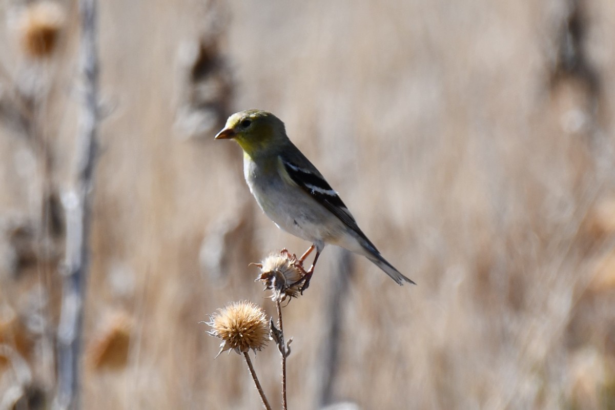 American Goldfinch - ML616394683