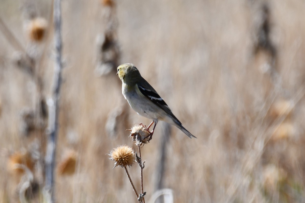 American Goldfinch - ML616394684