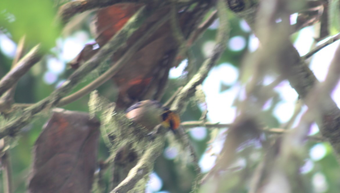 Flame-faced Tanager - ML616394693