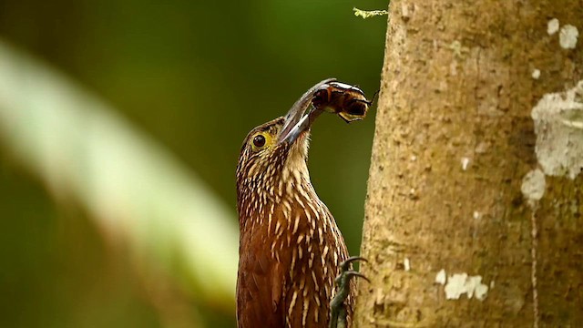 Strong-billed Woodcreeper - ML616394749