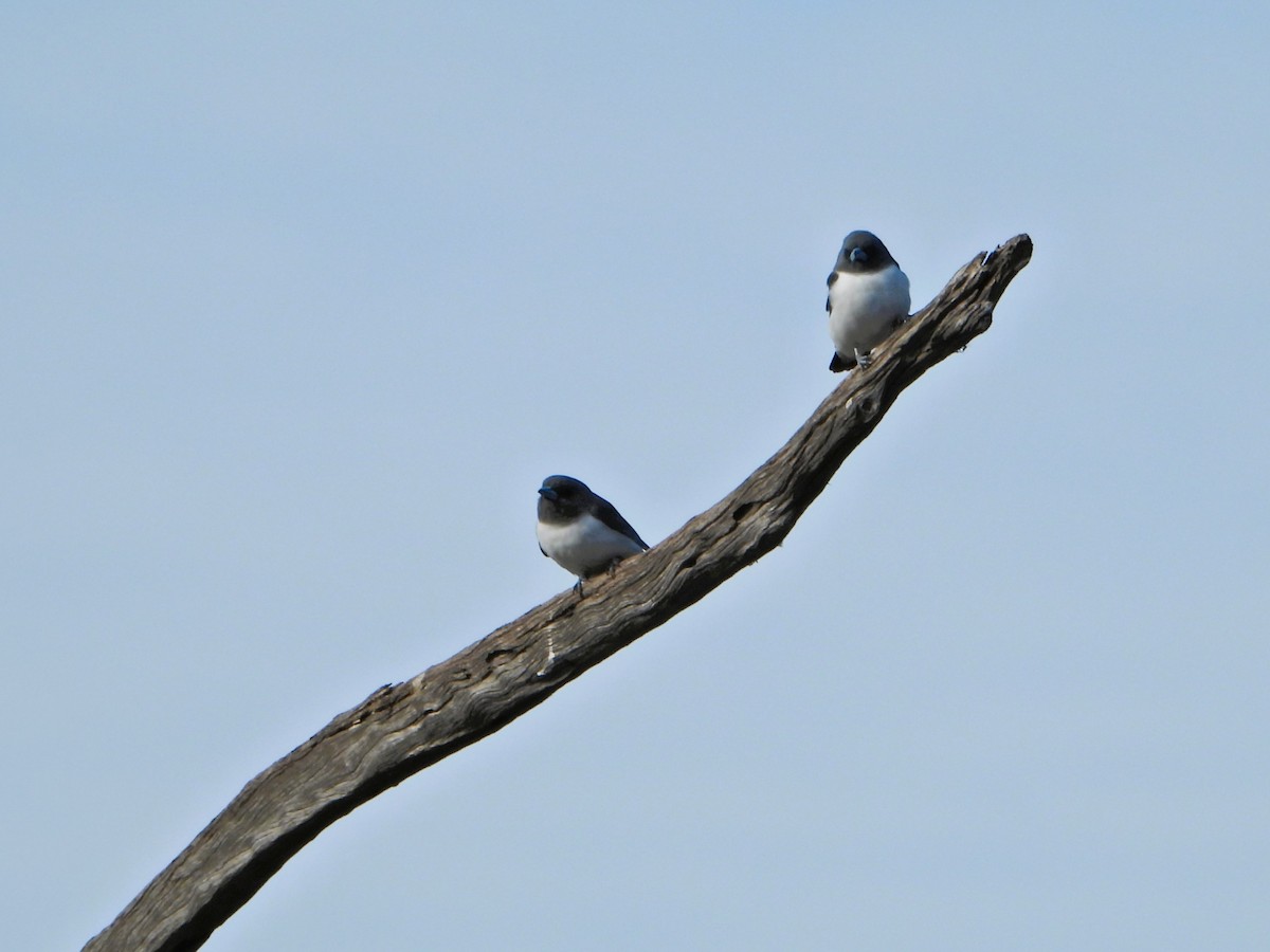 White-breasted Woodswallow - Leonie Beaulieu