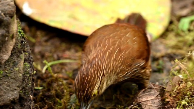 Strong-billed Woodcreeper - ML616394765