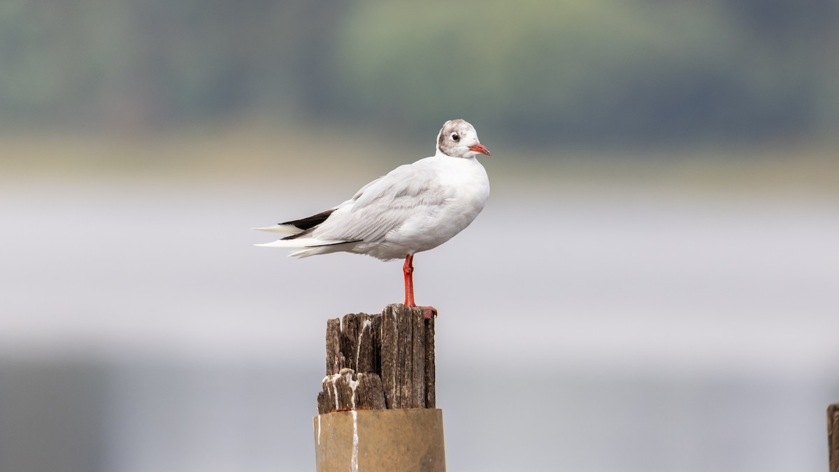 Brown-hooded Gull - ML616394768