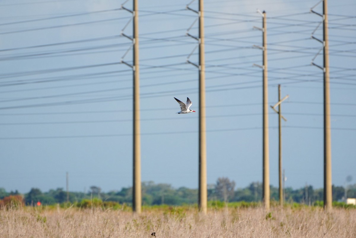 Caspian Tern - ML616394792