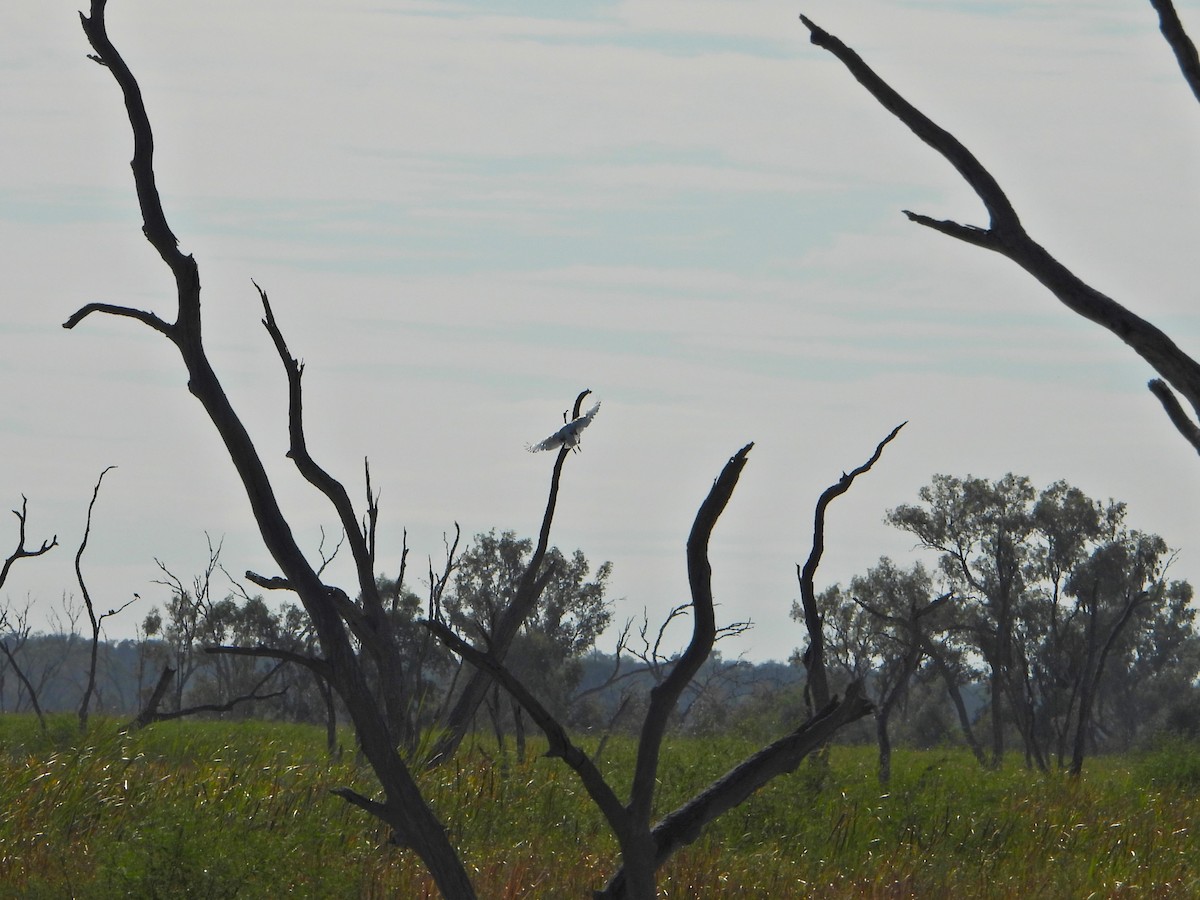 ibis australský - ML616394806