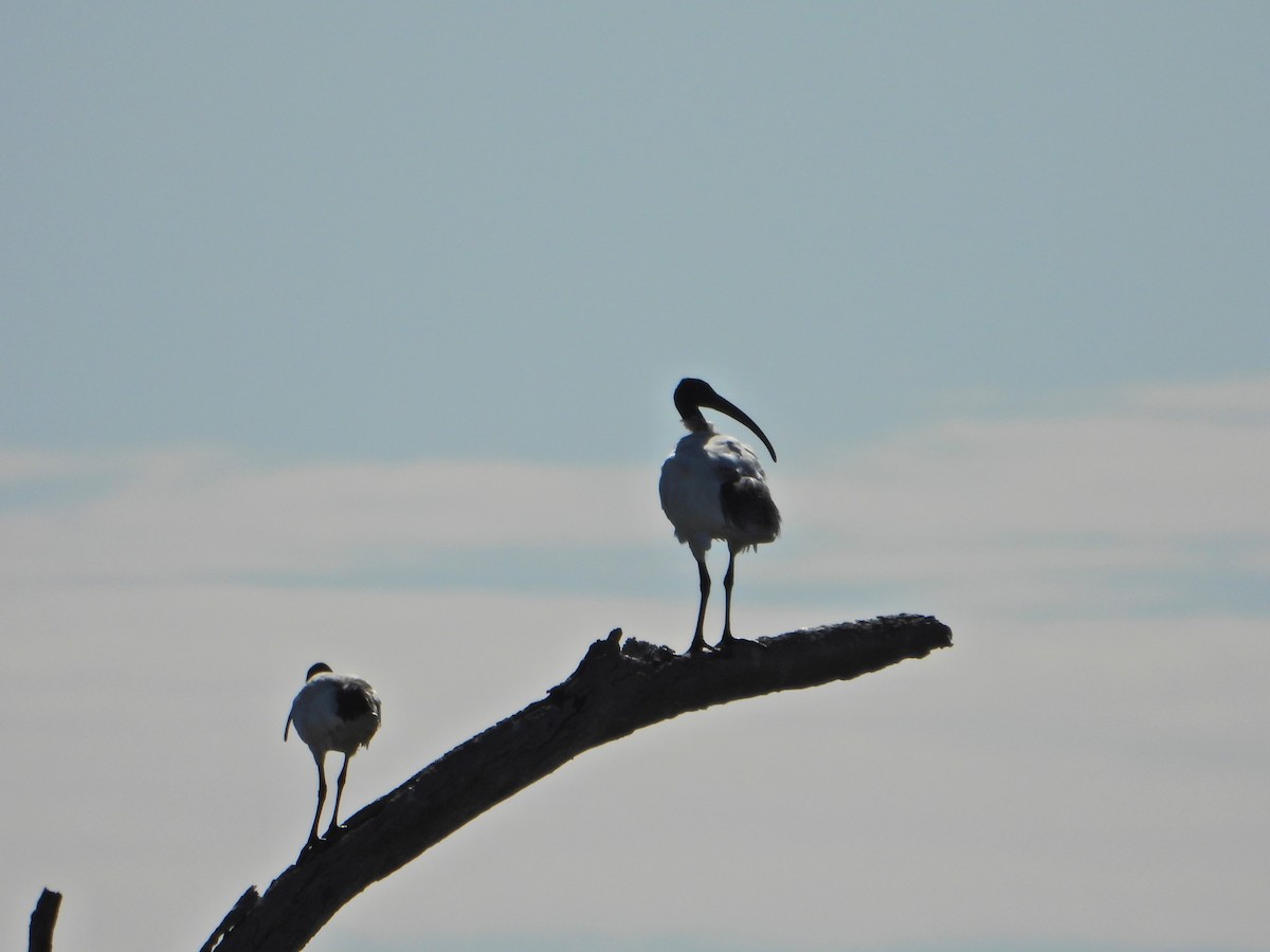 Ibis à cou noir - ML616394807