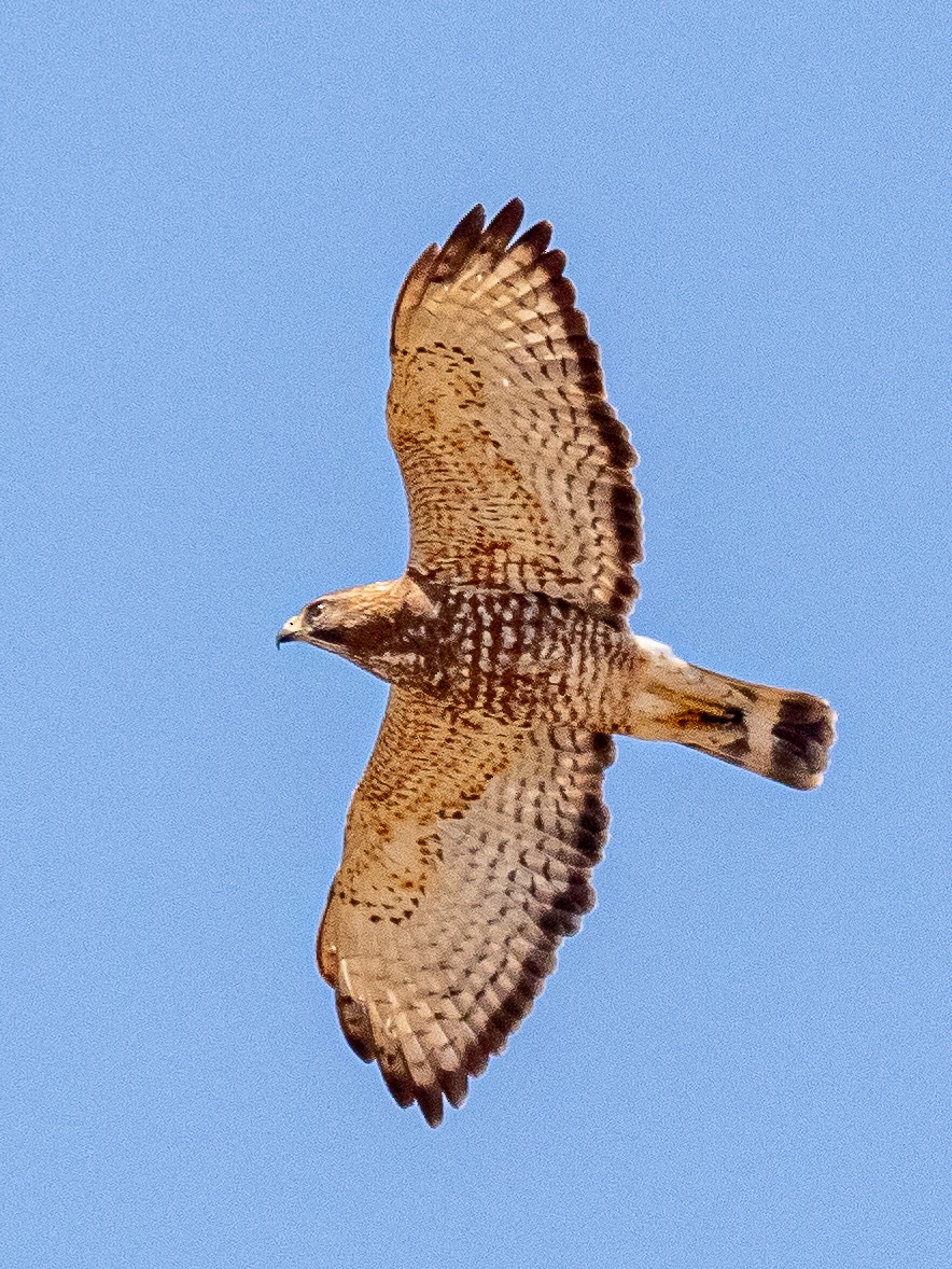 Broad-winged Hawk - ML616394851