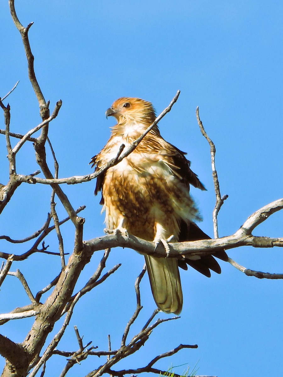 Whistling Kite - Leonie Beaulieu