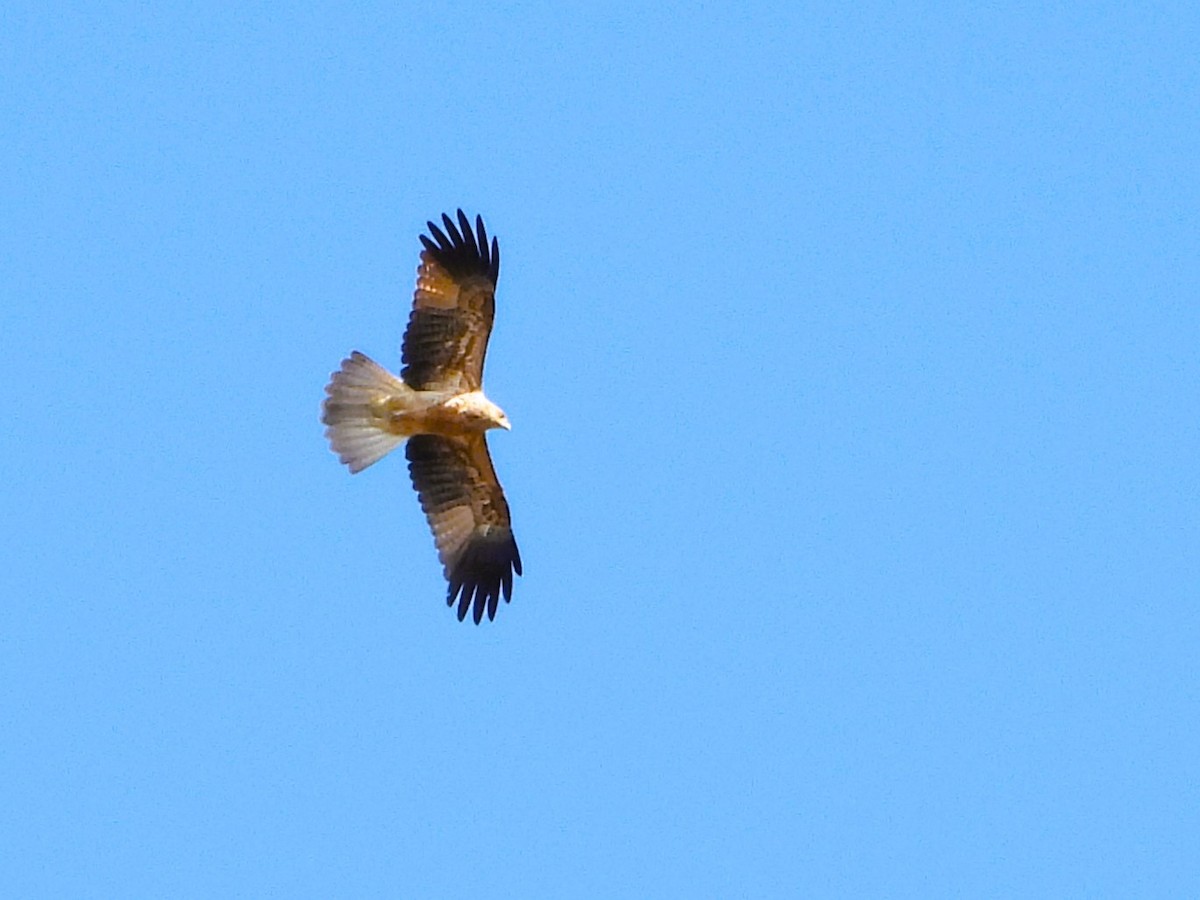 Whistling Kite - Leonie Beaulieu