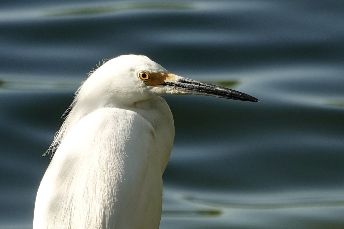 Snowy Egret - ML616394932