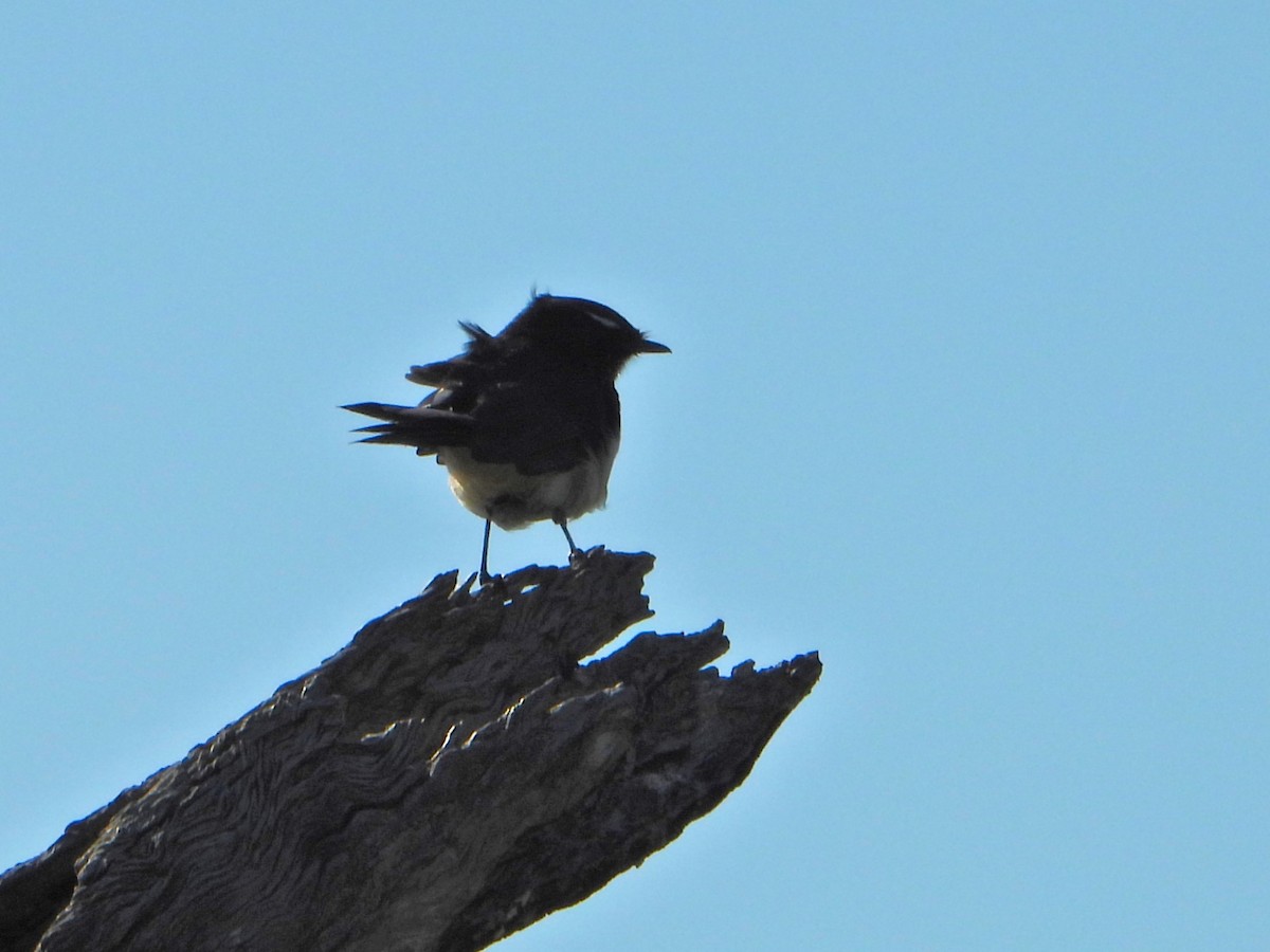 Willie-wagtail - Leonie Beaulieu