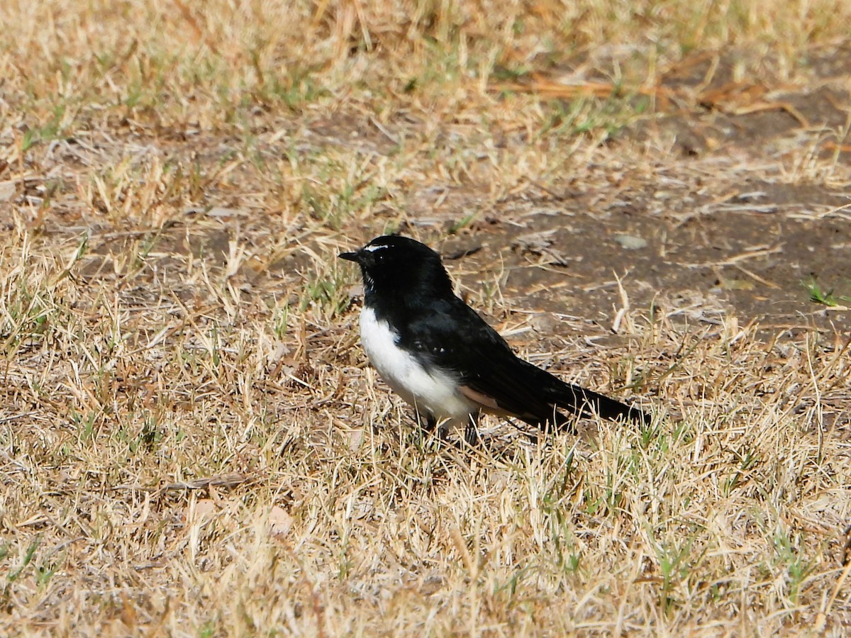 Willie-wagtail - Leonie Beaulieu