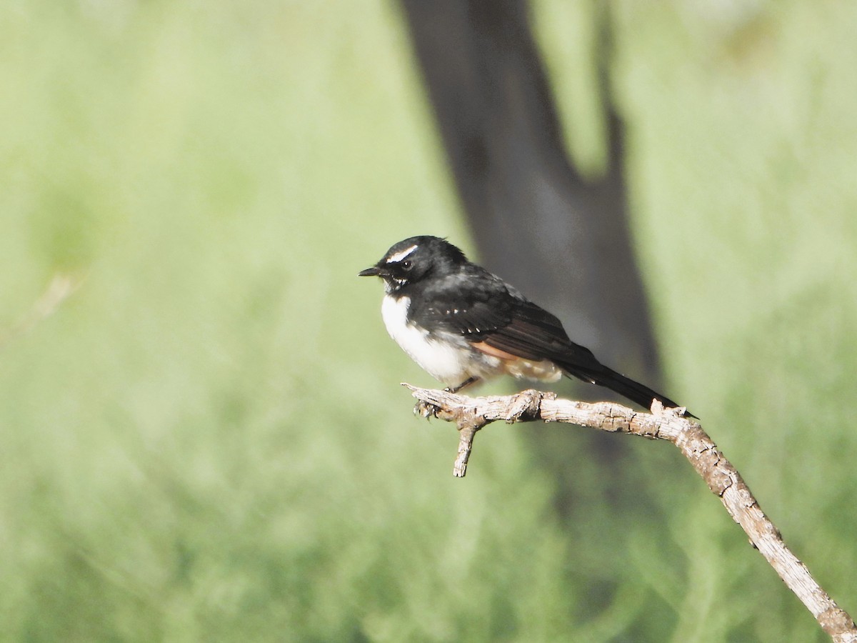 Willie-wagtail - Leonie Beaulieu