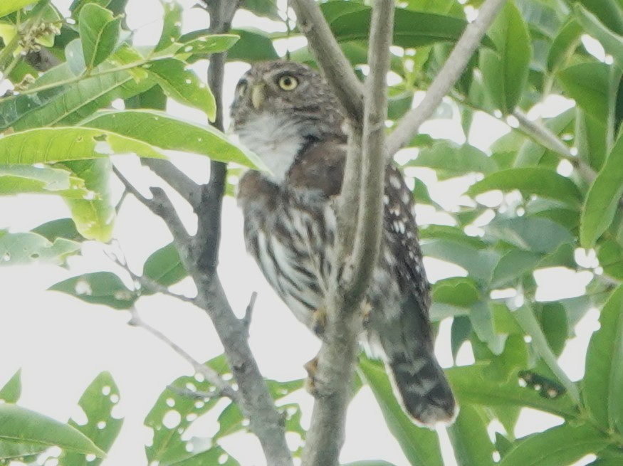 Peruvian Pygmy-Owl - ML616394960