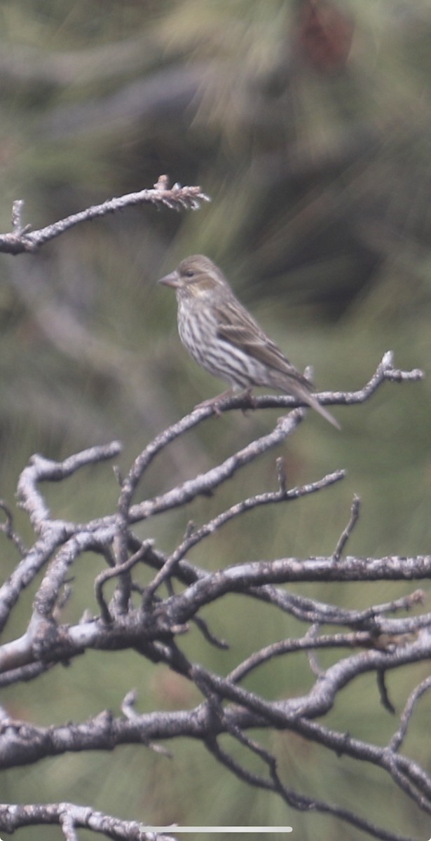 Cassin's Finch - ML616395055