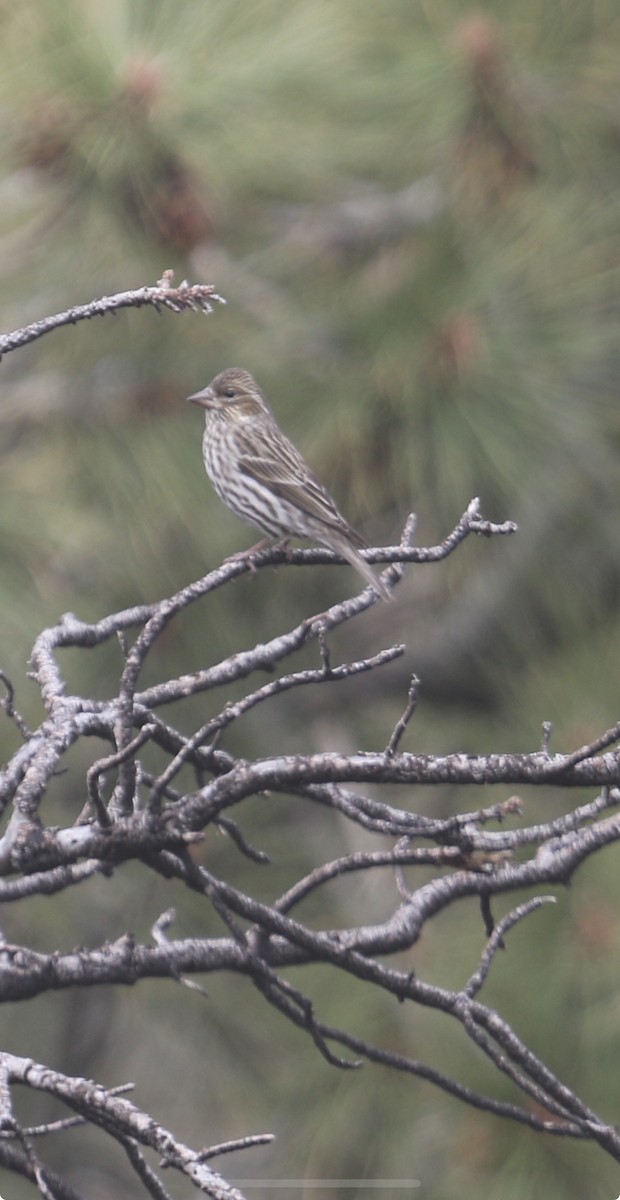 Cassin's Finch - ML616395056