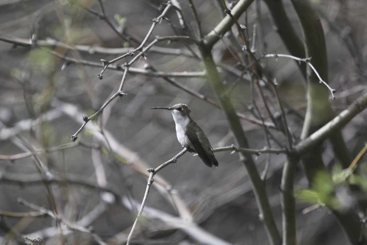 Costa's Hummingbird - ML616395121