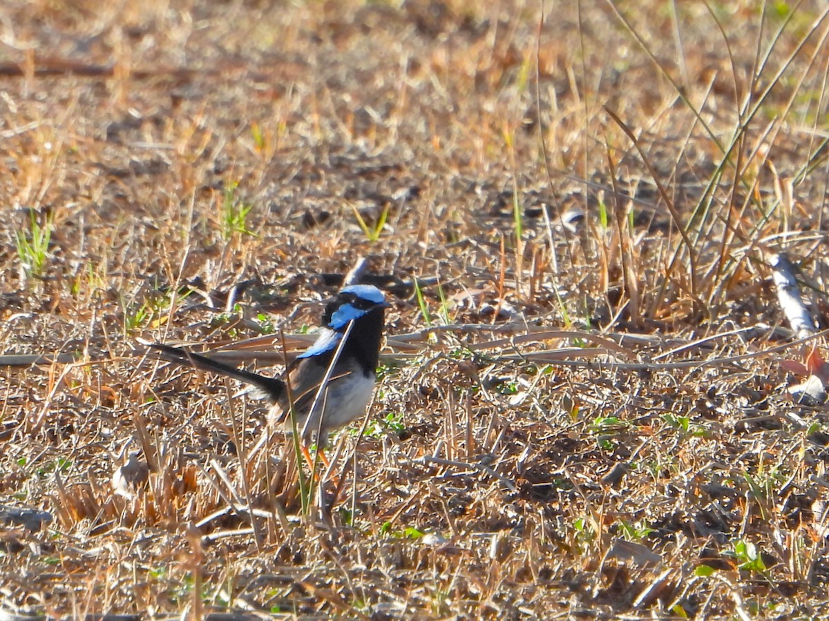 Superb Fairywren - ML616395142