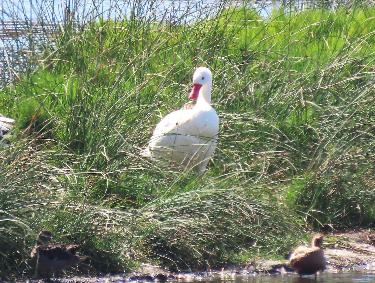 Cisne Coscoroba - ML616395144