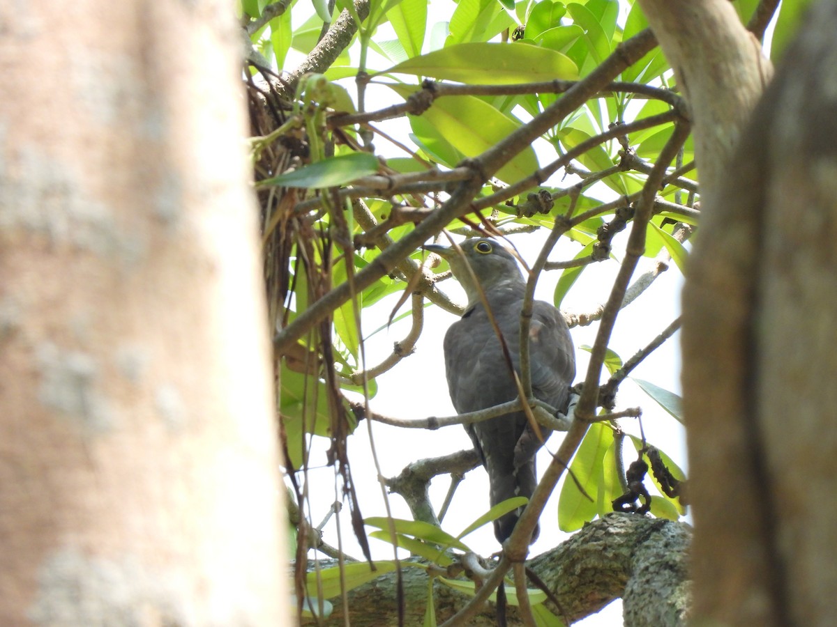 Indian Cuckoo - ML616395173