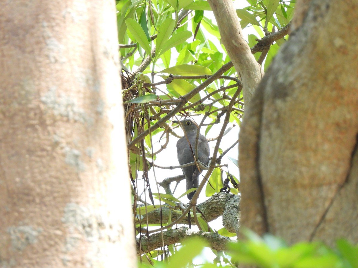 Indian Cuckoo - ML616395174