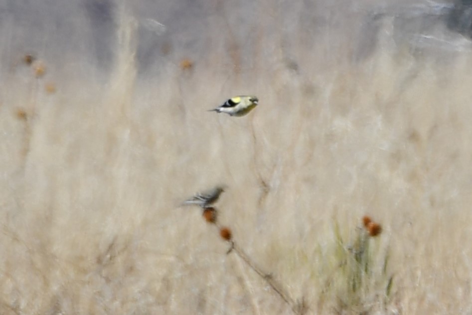 American Goldfinch - ML616395200