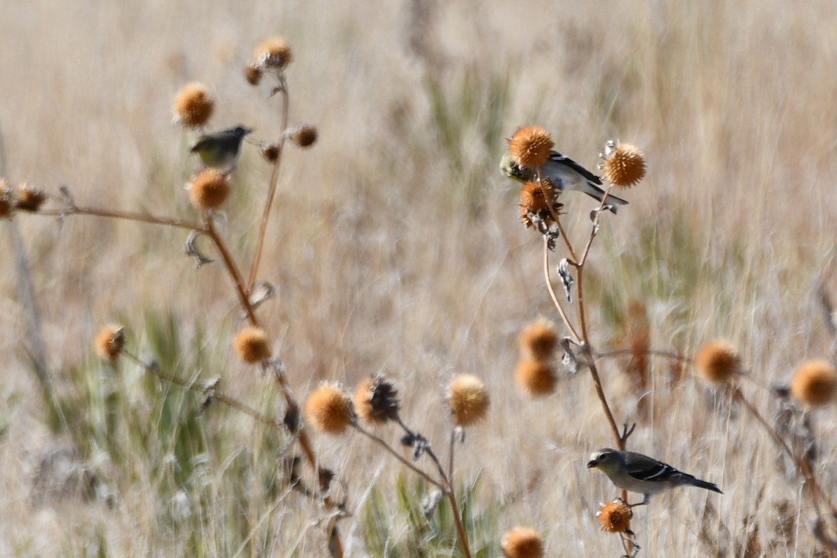 American Goldfinch - ML616395201